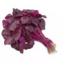 লাল শাক - ১ আঁটি  (Premium Fresh Red Amaranth) - ২৫০/৩০০ গ্রাম