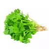 সুগন্ধি ধনিয়া পাতা - ১০০ গ্রাম  (Fresh Coriander Leaves / Dhania Patta) 