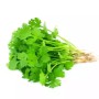 সুগন্ধি ধনিয়া পাতা - ১০০ গ্রাম  (Fresh Coriander Leaves / Dhania Patta) 