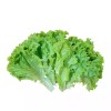 প্রিমিয়াম লেটুস পাতা - ২৫০ গ্রাম (Fresh & Premium Lettuce Leaves) 