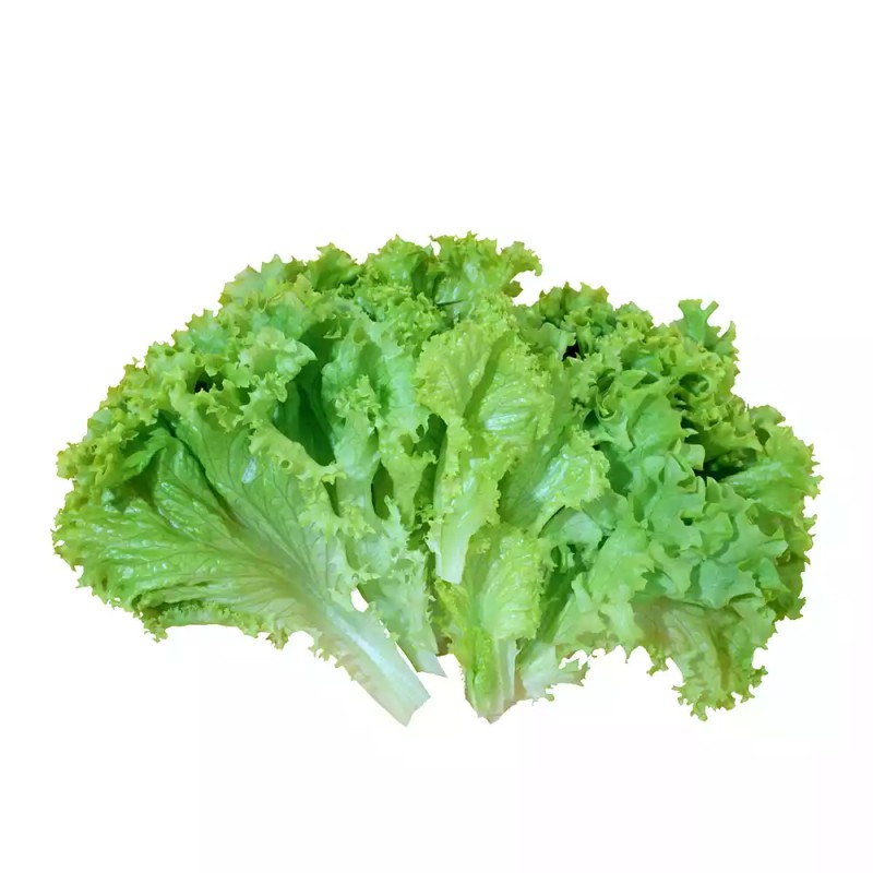 প্রিমিয়াম লেটুস পাতা - ২৫০ গ্রাম (Fresh & Premium Lettuce Leaves) 