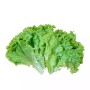প্রিমিয়াম লেটুস পাতা - ২৫০ গ্রাম (Fresh & Premium Lettuce Leaves) 