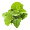 পুই শাক  ১ কেজি  (Fresh Pui Shak / Malabar Spinach)