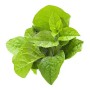 পুই শাক  ১ কেজি  (Fresh Pui Shak / Malabar Spinach)