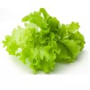 প্রিমিয়াম লেটুস পাতা - ২৫০ গ্রাম (Fresh & Premium Lettuce Leaves) 