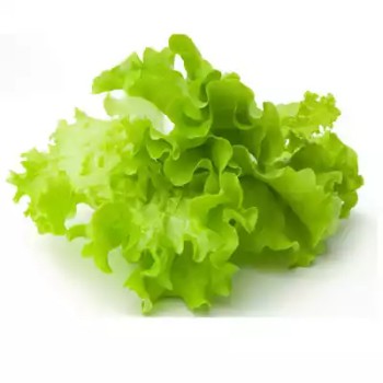প্রিমিয়াম লেটুস পাতা - ২৫০ গ্রাম (Fresh & Premium Lettuce Leaves) 
