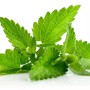 সুগন্ধি পুদিনা পাতা - ১০০ গ্রাম (Fresh & Aromatic Mint Leaves)
