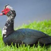 দেশী চিনা হাঁস - Deshi China Duck - ১কেজি (পরিষ্কার করার পর )