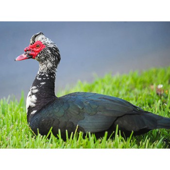দেশী চিনা হাঁস - Deshi China Duck - ১কেজি (পরিষ্কার করার পর )