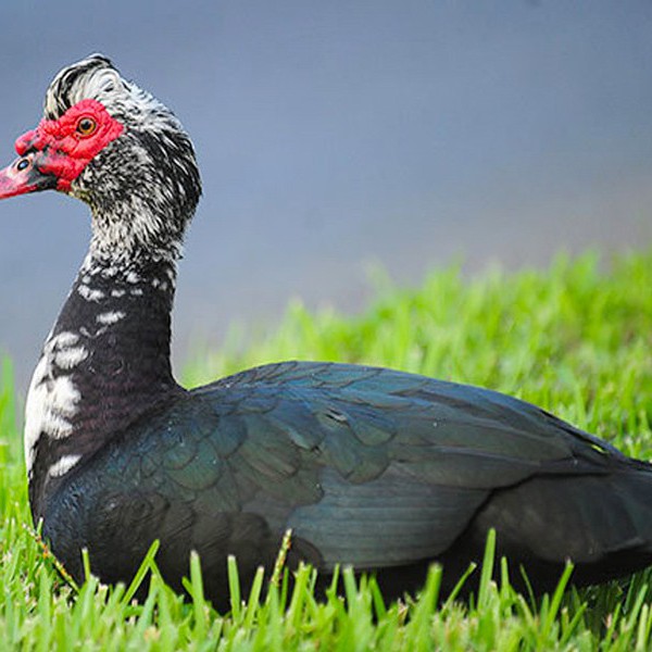দেশী চিনা হাঁস - Deshi China Duck - ১কেজি (পরিষ্কার করার পর )