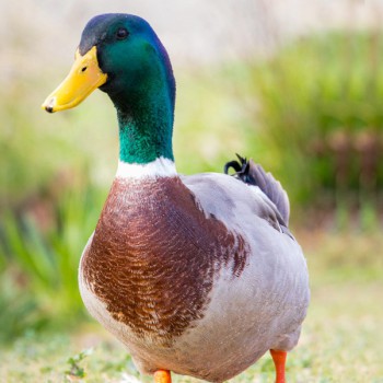 দেশী পাতি হাঁস (পরিষ্কার করা) - Deshi Pati Duck - ১ কেজি