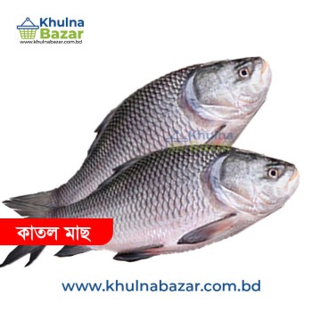 ফ্রেশ কাতল মাছ (আস্ত) - ১ কেজি ( মাছের সাইজ ৩-৬ কেজি )