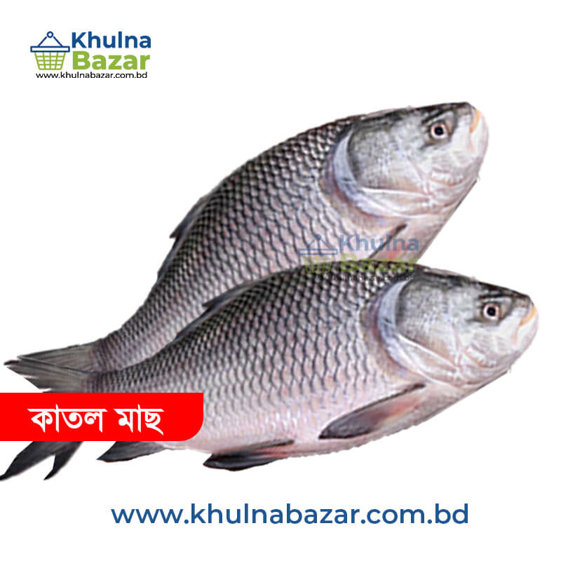 ফ্রেশ কাতল মাছ (আস্ত) - ১ কেজি ( মাছের সাইজ ৩-৬ কেজি )