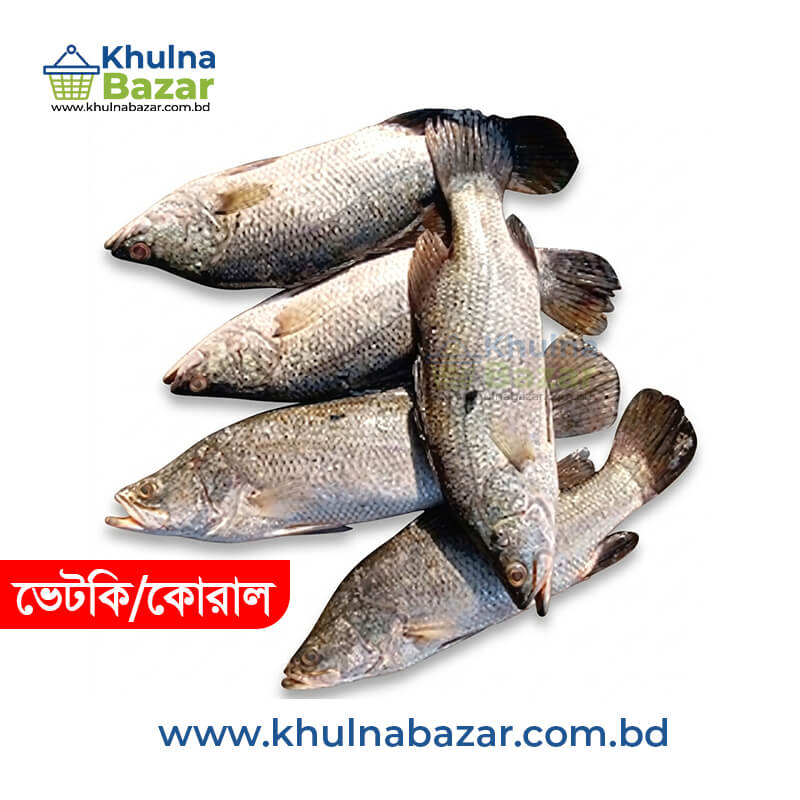 ফ্রেশ ভেটকি বা কোরাল মাছ (Vetki/Koral Fish) - ১ কেজি (১.৫ থেকে ২ কেজির মাছের অংশ)