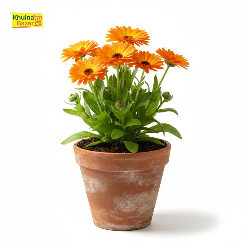 ক্যালেন্ডুলা (Calendula) রঙিন ফুল গাছ - হোম ডেলিভারি ( টব বাদে )
