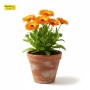 ক্যালেন্ডুলা (Calendula) রঙিন ফুল গাছ - হোম ডেলিভারি ( টব বাদে )