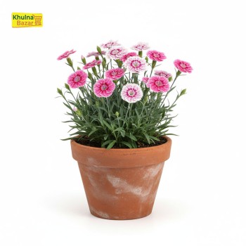ডানথাস (Dianthus) ফুল গাছ - খুলনা শহরে হোম ডেলিভারি (টব বাদে)