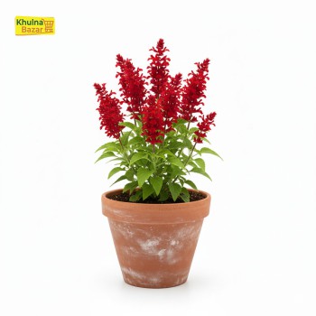 লাল ছালবেয়া (Salvia) সতেজ ফুল গাছ - হোম ডেলিভারি (টব বাদে)
