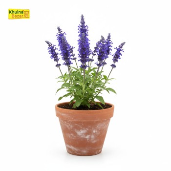 ছালবেয়া (Salvia) সতেজ ফুল গাছ - হোম ডেলিভারি (টব বাদে)