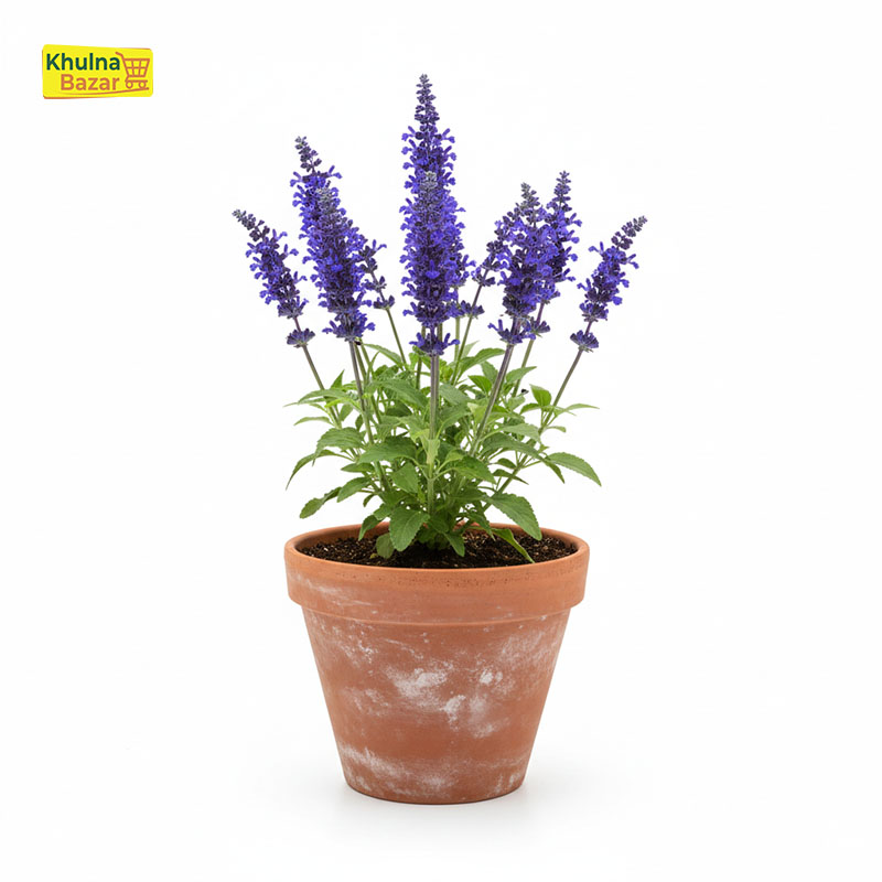 ছালবেয়া (Salvia) সতেজ ফুল গাছ - হোম ডেলিভারি (টব বাদে)