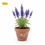 ছালবেয়া (Salvia) সতেজ ফুল গাছ - হোম ডেলিভারি (টব বাদে)